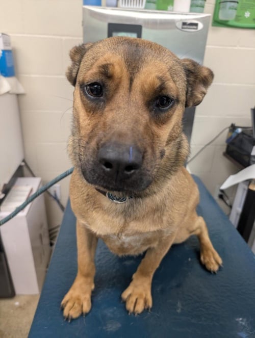 SUGAR - Labrador Retriever available for adoption