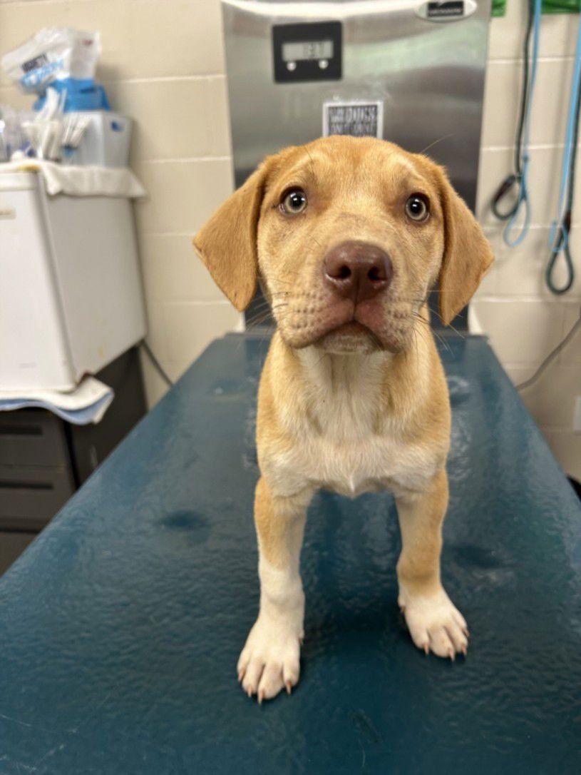 QUINN - Labrador Retriever available for adoption