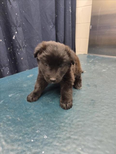 FIDO - German Shepherd Dog available for adoption