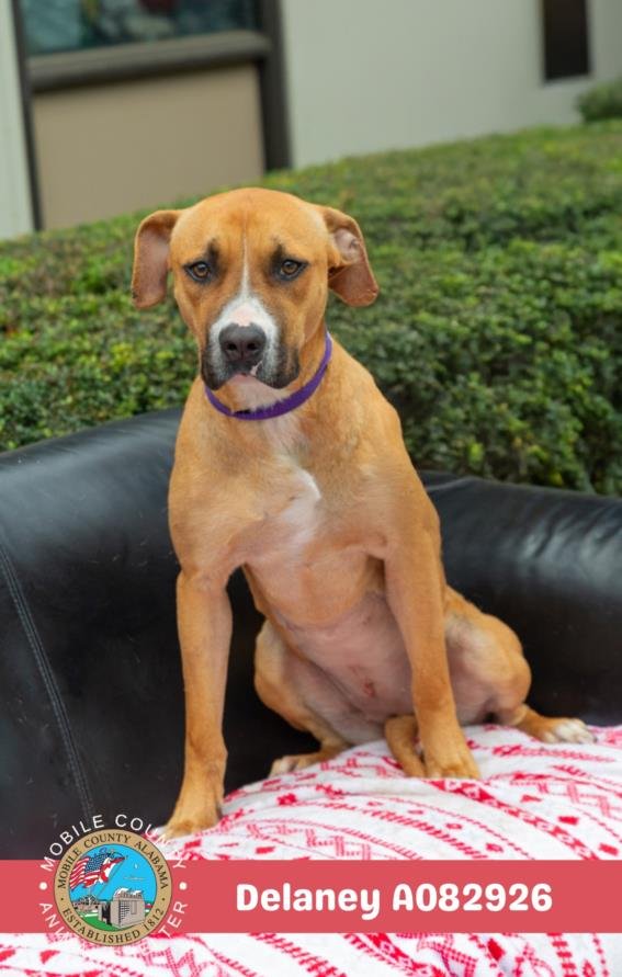 DELANEY - Black Mouth Cur available for adoption