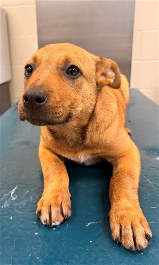 BRAYDEN - Labrador Retriever available for adoption