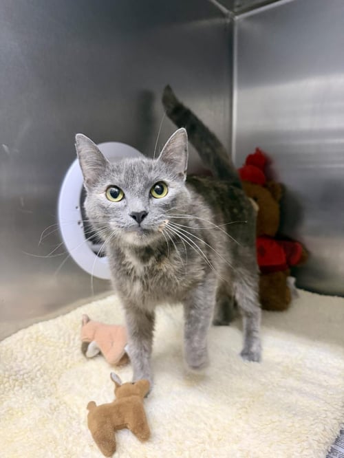 CRICKET - Domestic Short Hair available for adoption