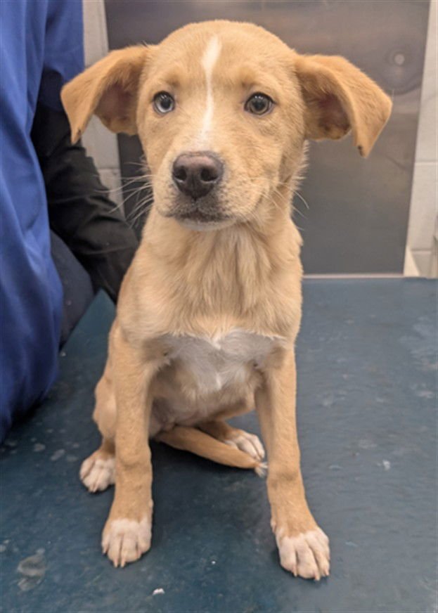 DARLA - Labrador Retriever available for adoption