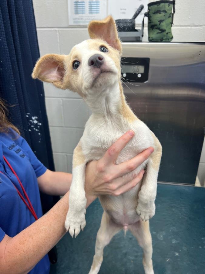 CAMO - Rat Terrier available for adoption