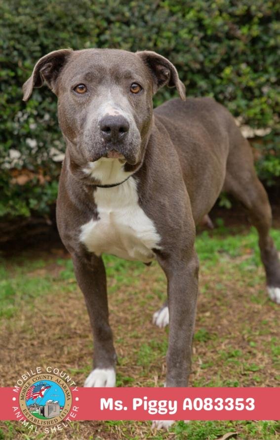 MS. PIGGY - American Bulldog available for adoption