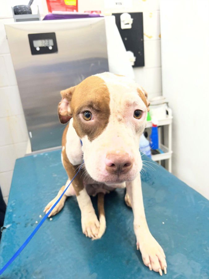 WANDER - American Bulldog available for adoption