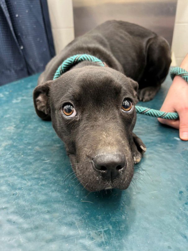 BUG - American Pit Bull Terrier available for adoption