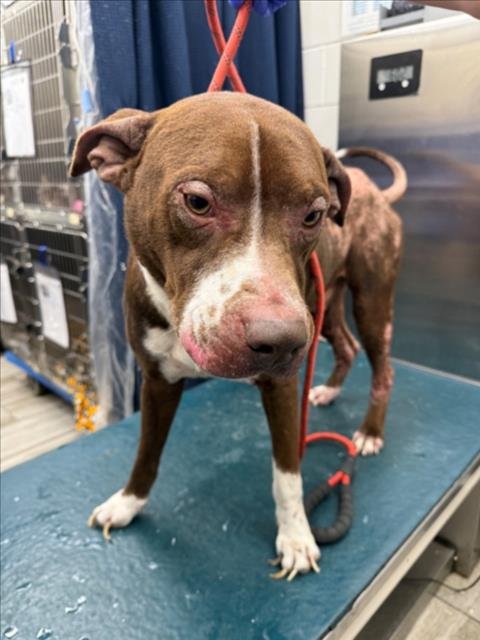 DUKE - Bulldog available for adoption