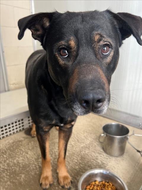 ACE - German Shepherd Dog available for adoption