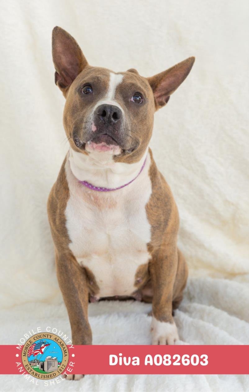 DIVA - Staffordshire Bull Terrier available for adoption