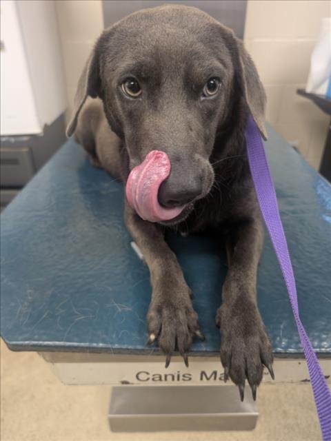 JUNO - Labrador Retriever available for adoption