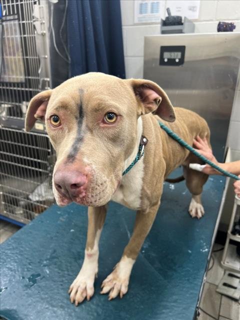 BELLE - American Bulldog available for adoption