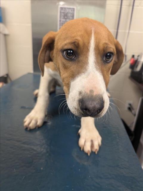 USHER - Beagle available for adoption