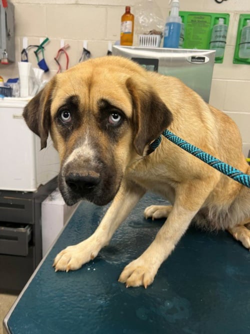 BABY GIRL - Anatolian Shepherd / Great Pyrenees available for adoption