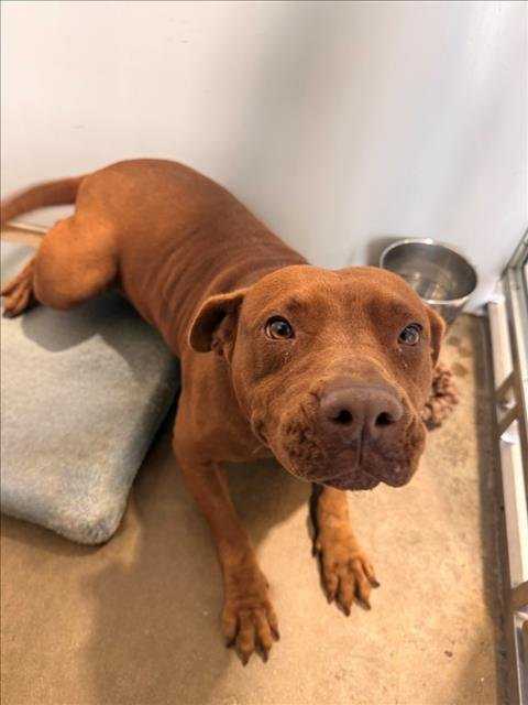 RED - American Pit Bull Terrier available for adoption