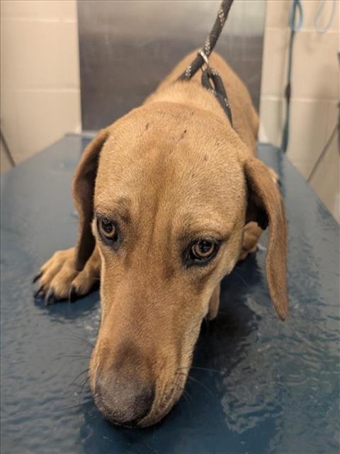 WINNIE - Dachshund / Basset Hound available for adoption