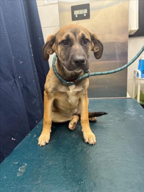 ZORRO - Black Mouth Cur available for adoption
