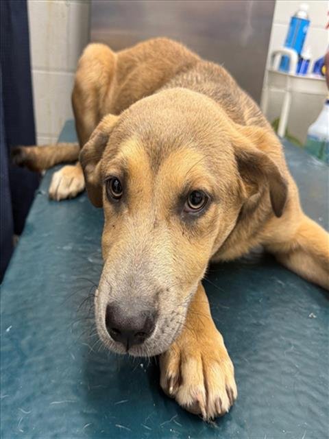 ZELDA - Black Mouth Cur available for adoption