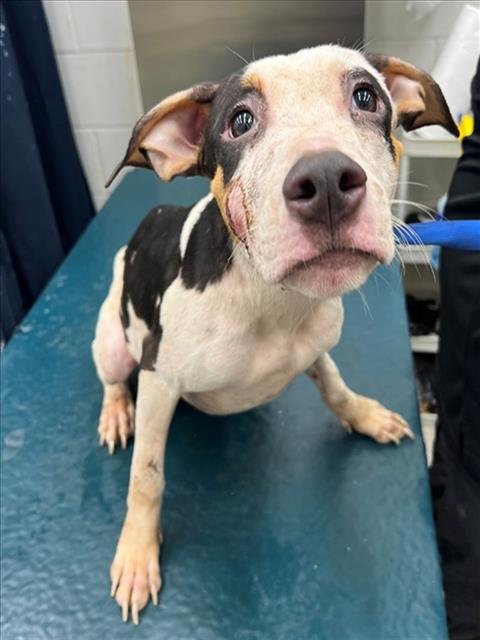 WILLIE - American Bulldog available for adoption