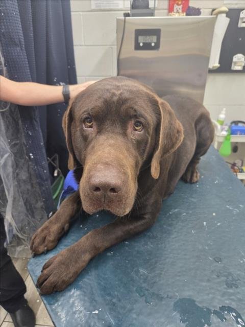 HOSS - Labrador Retriever available for adoption