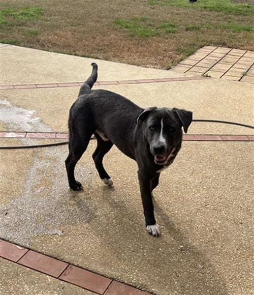 CJ- - American Bulldog available for adoption