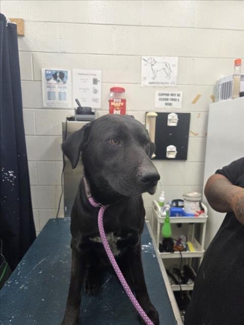 TUNA - Labrador Retriever available for adoption