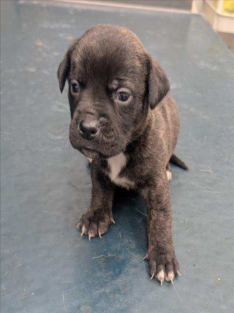 LUIS - Hound available for adoption