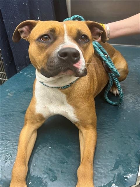 SUNDAY - Boxer available for adoption