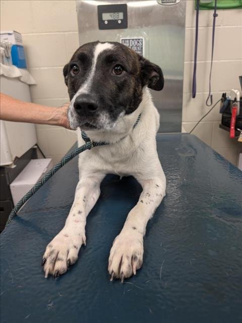 DOUGLAS - Border Collie available for adoption