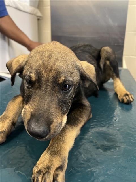 BLAKE - German Shepherd Dog available for adoption