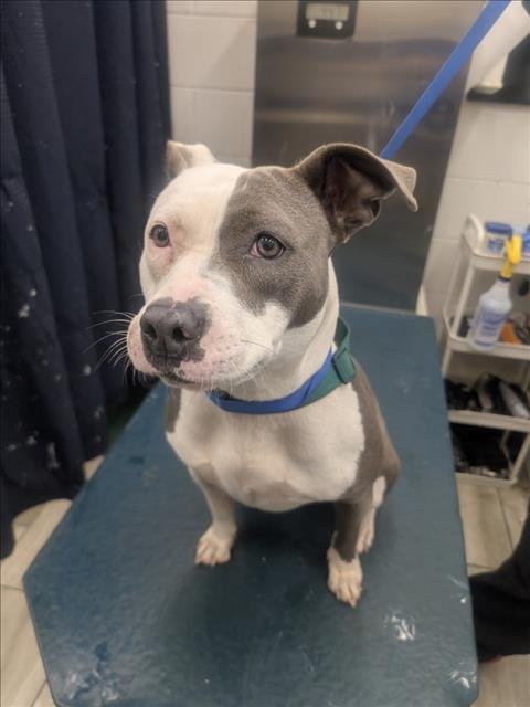 DAISY - American Bulldog available for adoption