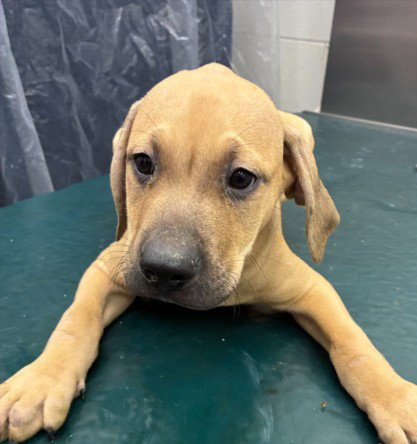 OTTO - Mastiff available for adoption