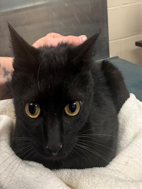 VLADIMIR - Domestic Short Hair available for adoption