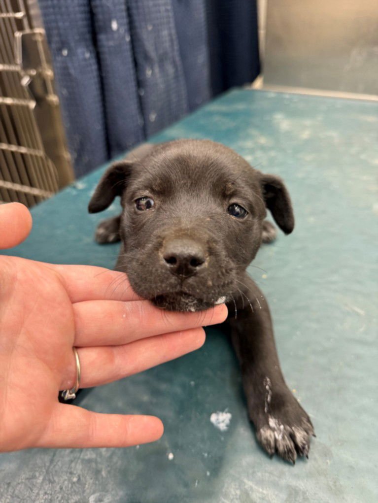 RAIDER - Labrador Retriever available for adoption