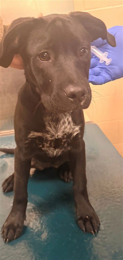 SHEBA - Labrador Retriever available for adoption