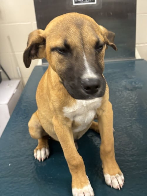 TEBOW - English Pointer available for adoption