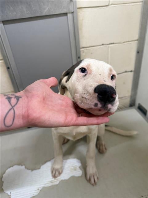 ZEB - Labrador Retriever available for adoption