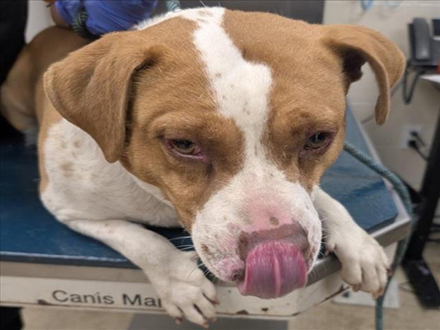 RANGER - American Bulldog available for adoption