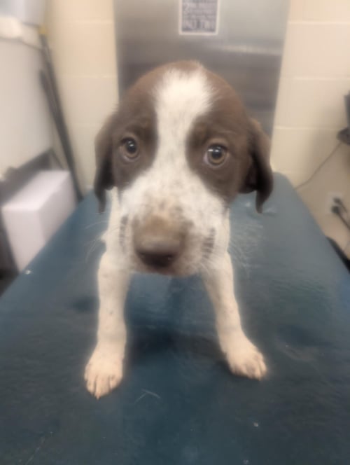 WAVERLY - German Shorthaired Pointer available for adoption