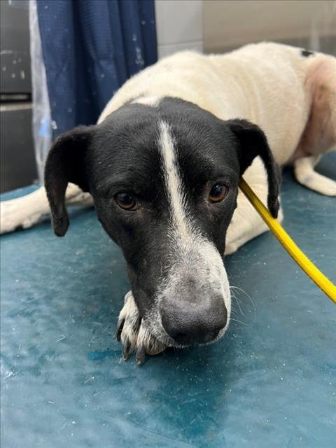 CAPTAIN CRUNCH - Labrador Retriever available for adoption