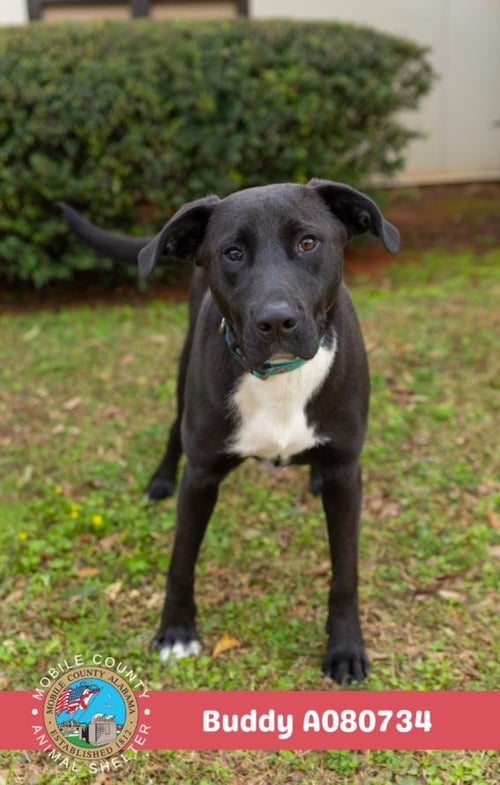 BUDDY - Labrador Retriever available for adoption