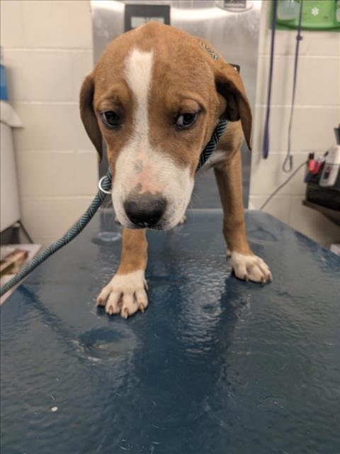 ULRIC - Beagle available for adoption