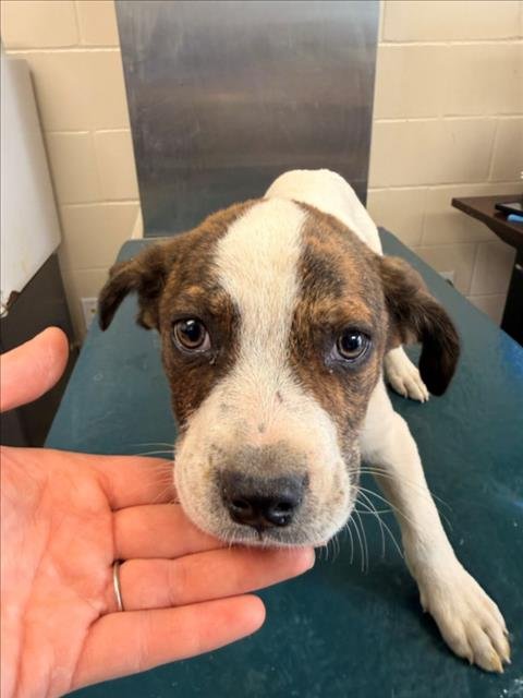 GRAHAM - English Pointer available for adoption