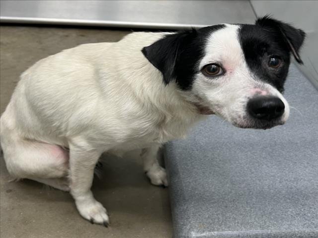 JODIE - Collie available for adoption