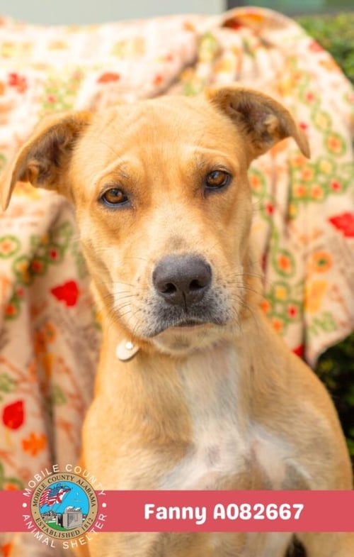 FANNY - Labrador Retriever available for adoption