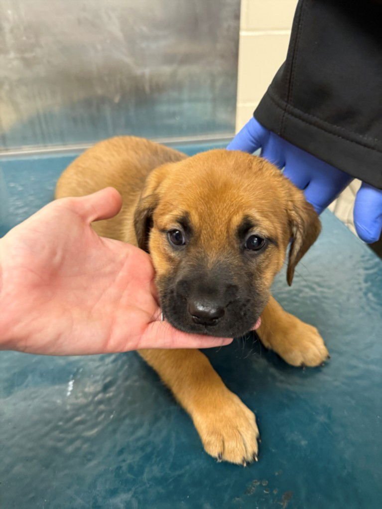 GRETEL - Saint Bernard available for adoption