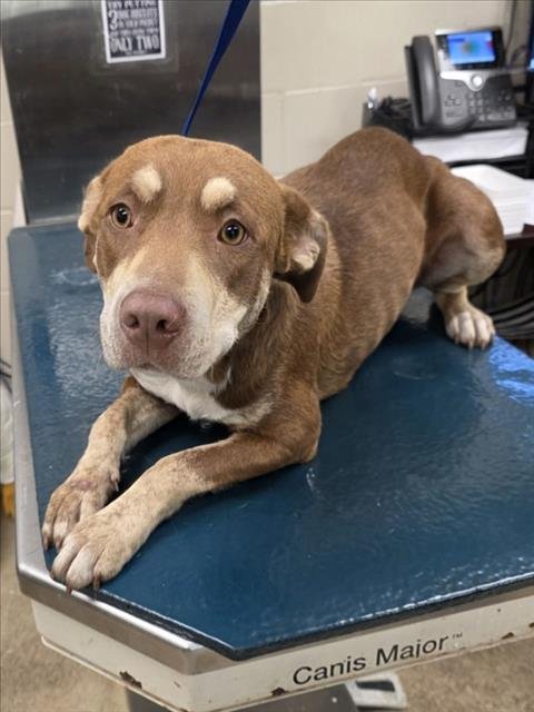 BROWNIE - Labrador Retriever available for adoption