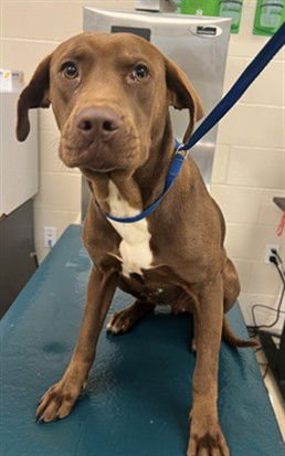 EVA - Labrador Retriever available for adoption