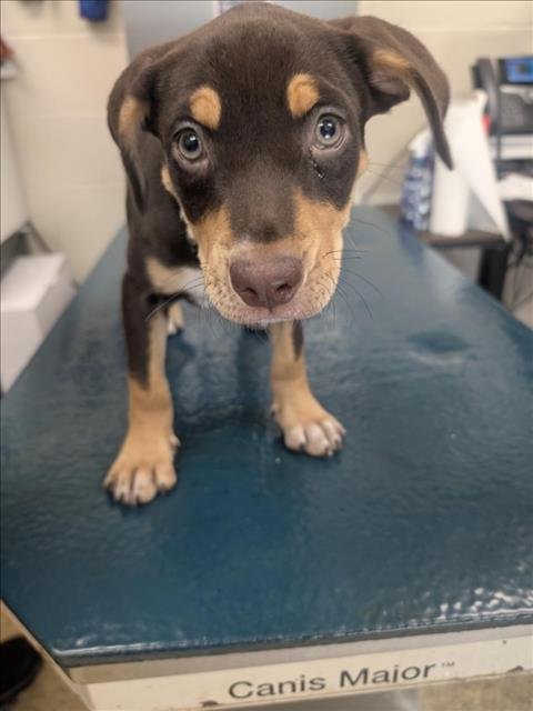 JOY - Doberman Pinscher available for adoption