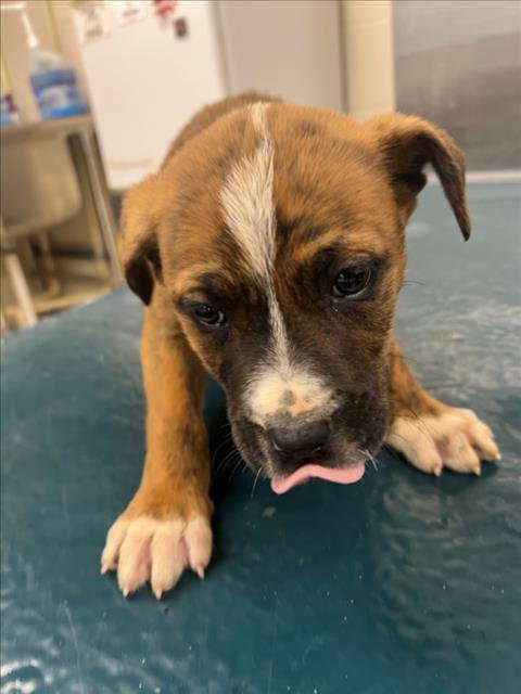 STELLA - Black Mouth Cur available for adoption